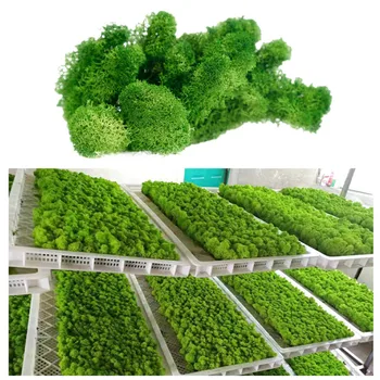 Зеленият Консервиран Натурален Мъх 200 г/1 кутия, издръжлив съхранява образа на Домашна градина, Сватбена декорация, Цветя мъх, изкуствено растение