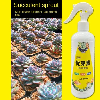 Суккулентное растение Eugenin насърчава пъпка, отлагане на мазнини, предотвратява образуването на длинноногих органични гранули, сочни 320 мл